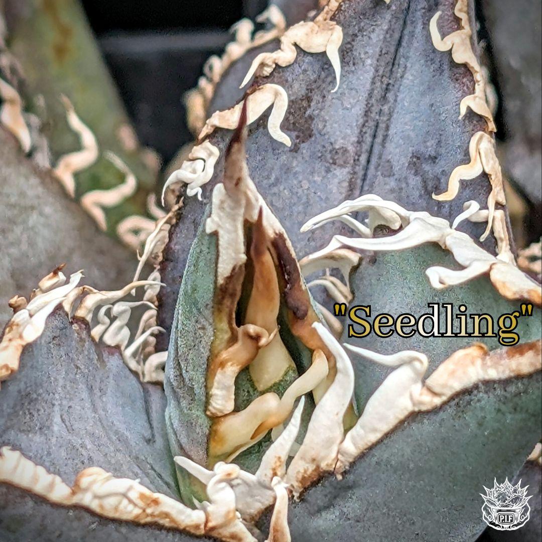 ⚠選抜実生好き必見⚠】アガベ チタノタ◤選抜実生 オテロイ◢ブルー系