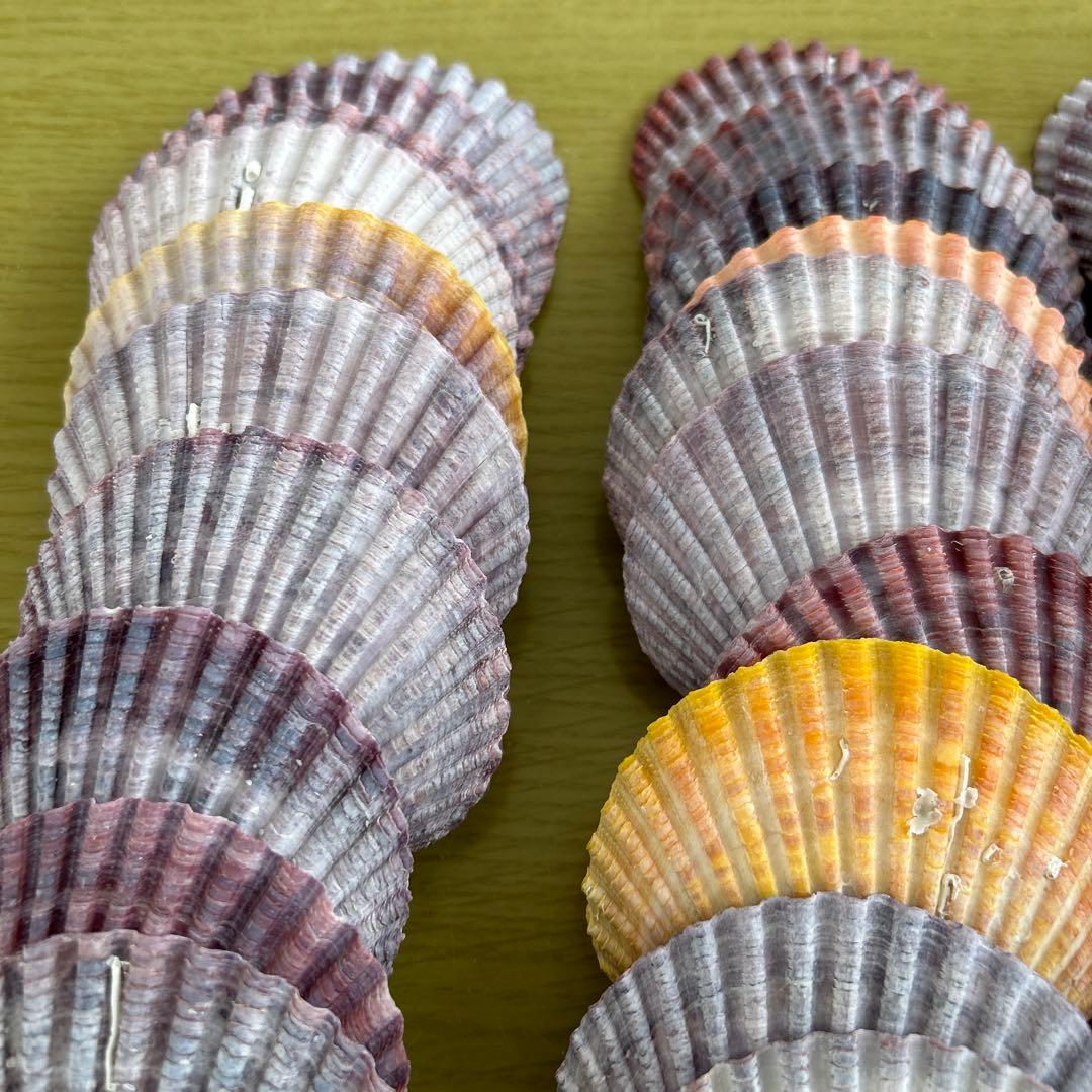 ヒオウギ貝 貝殻 インテリア ハンドメイド 大量 まとめ売り パーツ 45