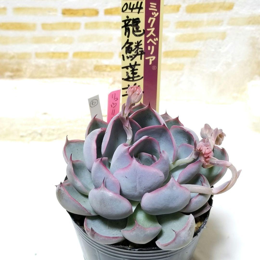 花芽付き 龍鱗蓮華 ⑥ 抜き苗 おらいさん 多肉植物 札なし 6cmポット