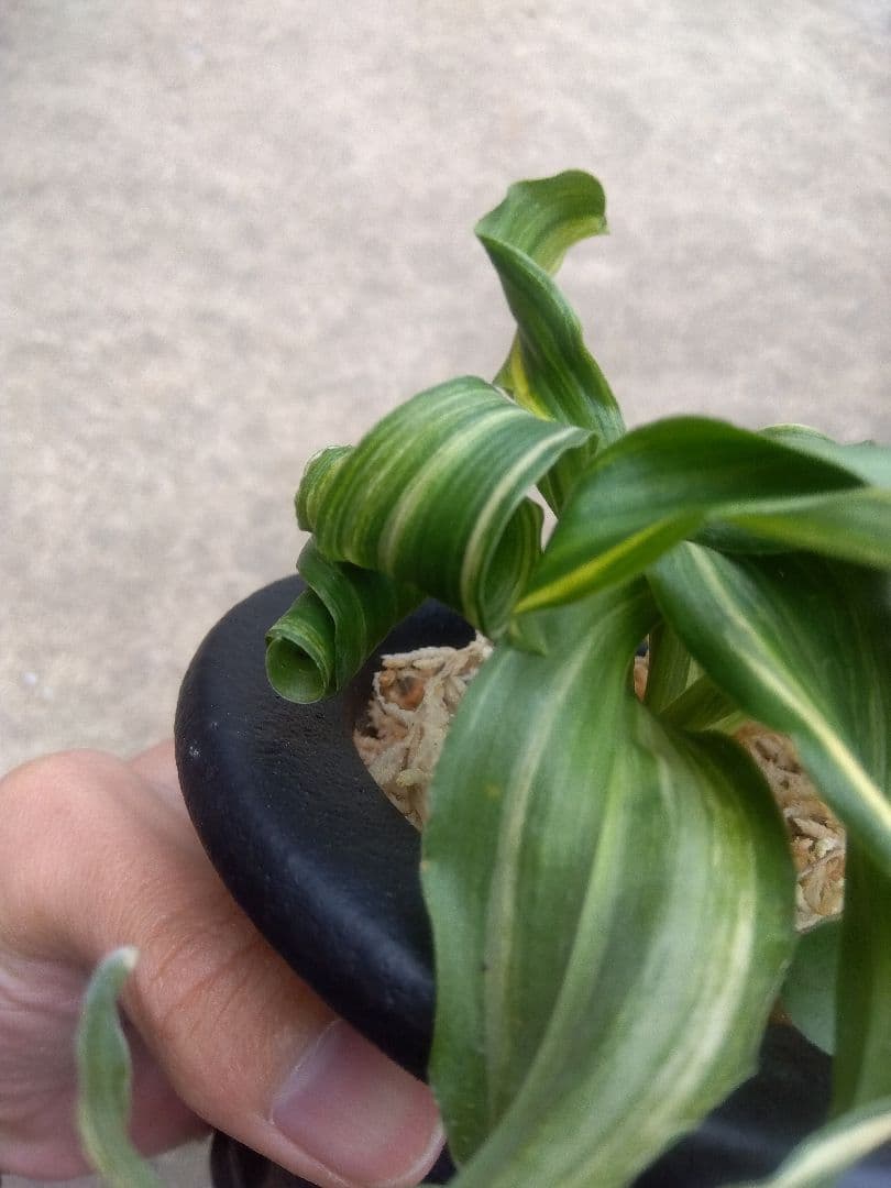 pao.様専用 万年青 おもと 獅子 縞斑 4号陶器鉢つき 3株群生❗ ら