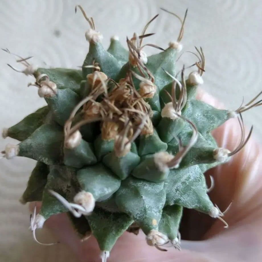 アロンソイ ツルビニカルプス - メルカリ