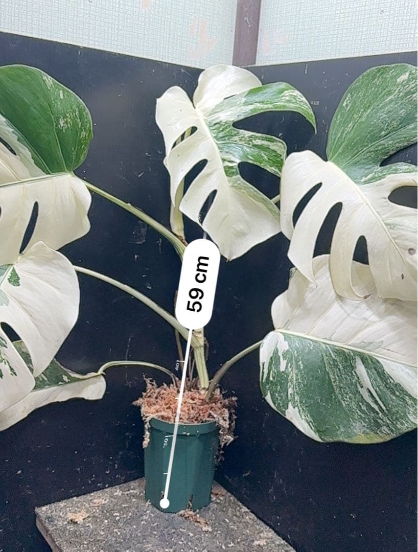 葛*湯様 斑入りモンステラ ホワイトタイガー極美大株59cm白斑多 - メルカリ