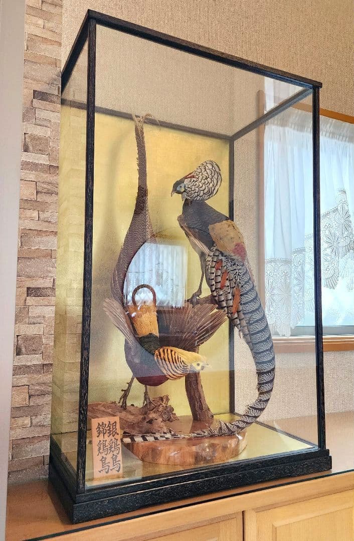 特大 銀鶏鳥 錦鶏鳥 剥製 置物 高級木製枠ガラスケース - メルカリ