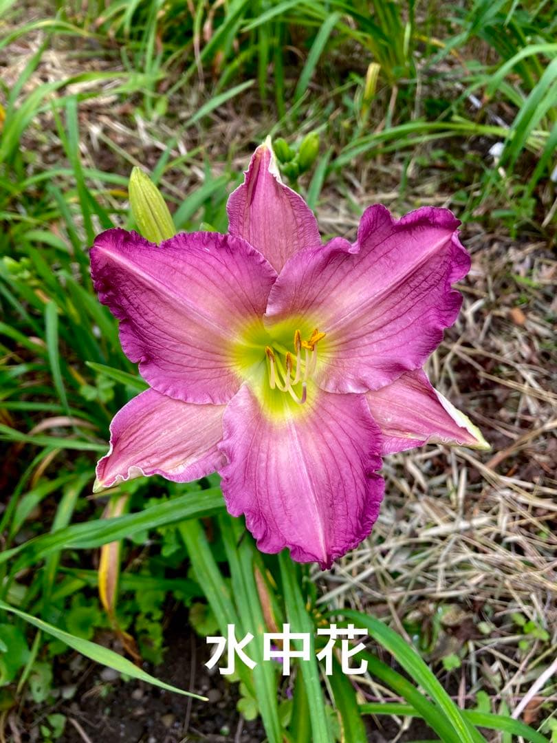 なおマロン様専用 ヘメロカリス3品種セット - メルカリ