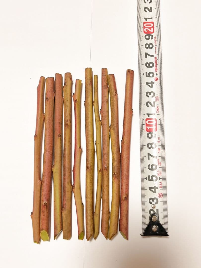 ブルーベリー 挿し穂 10本 - メルカリ