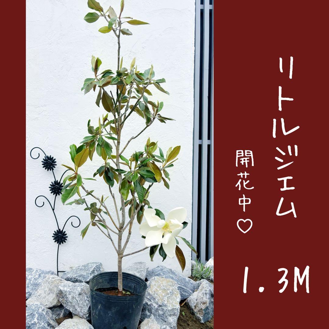 リトルジェム 1.3M(鉢底から)花芽2〜3個付きタイサンボク リトルジェム