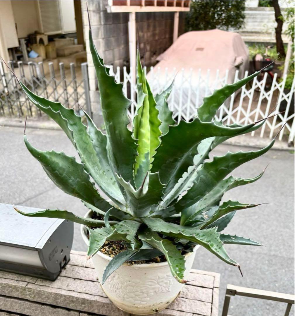 Agave アガベ サルミアナ フェロックス ローガンカルホーン カキコ1点