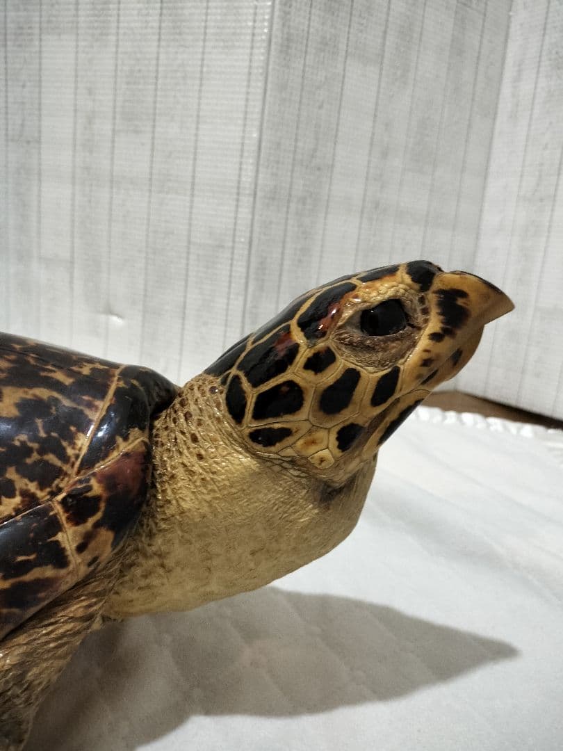 タイマイ ウミガメ剥製 国際希少野生動植物種登録票有 - メルカリ