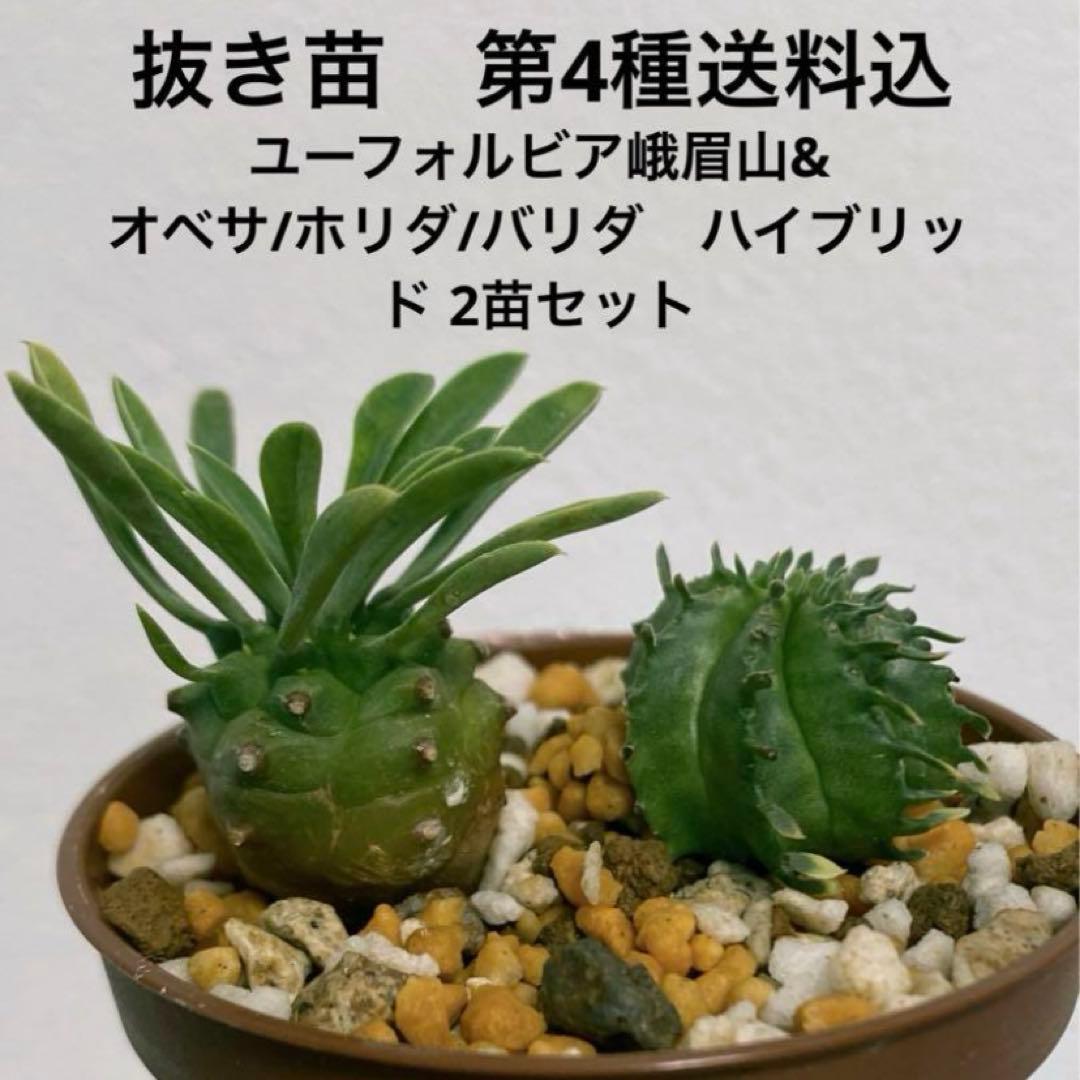 ユーフォルビア峨眉山&オベサ/ホリダ/バリダハイブリッド 2苗セット