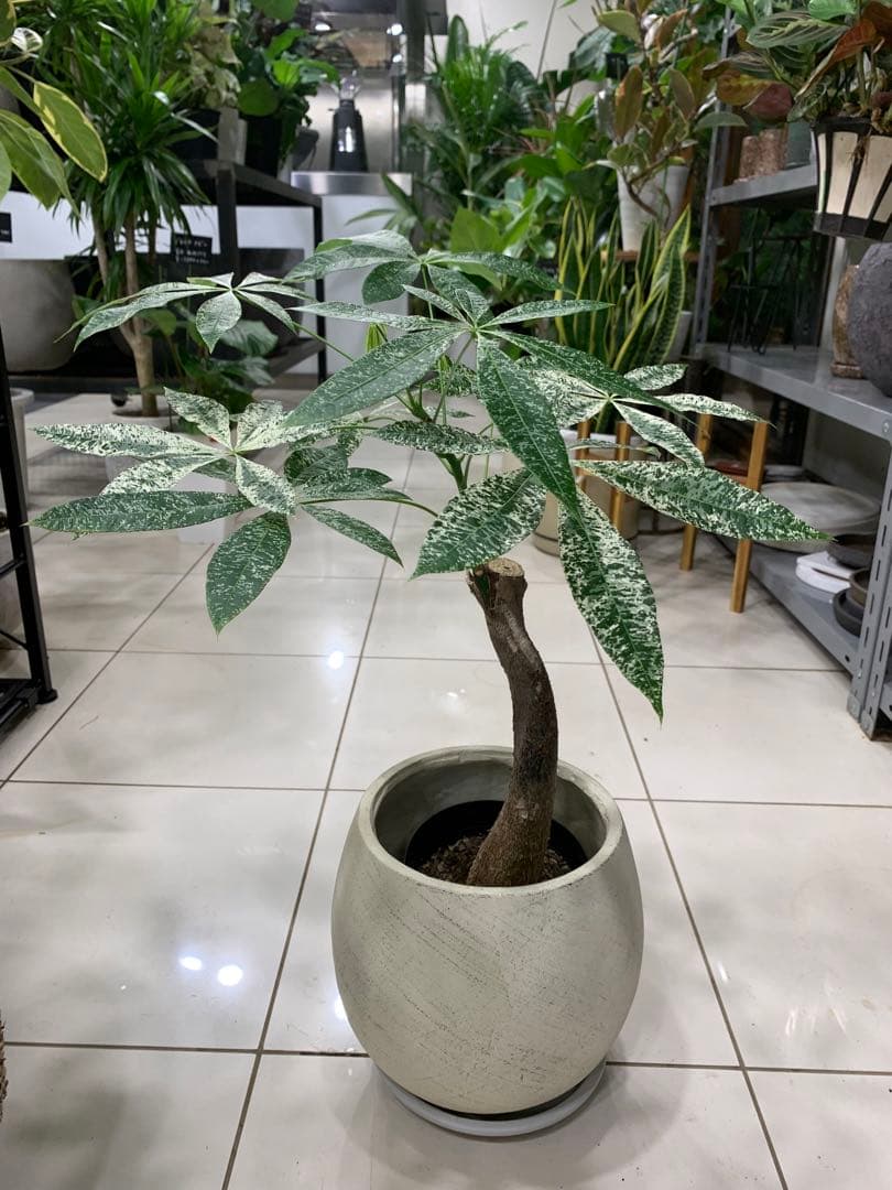 パキラ ミルキーウェイ 4 ファイバー鉢 お皿付きパキラ ミルキーウェイ