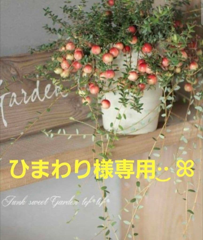 ひまわりさま専用ページです ヒマワリ 小夏｜種（タネ）,球根,苗,資材,ガーデニンググッズの通販は