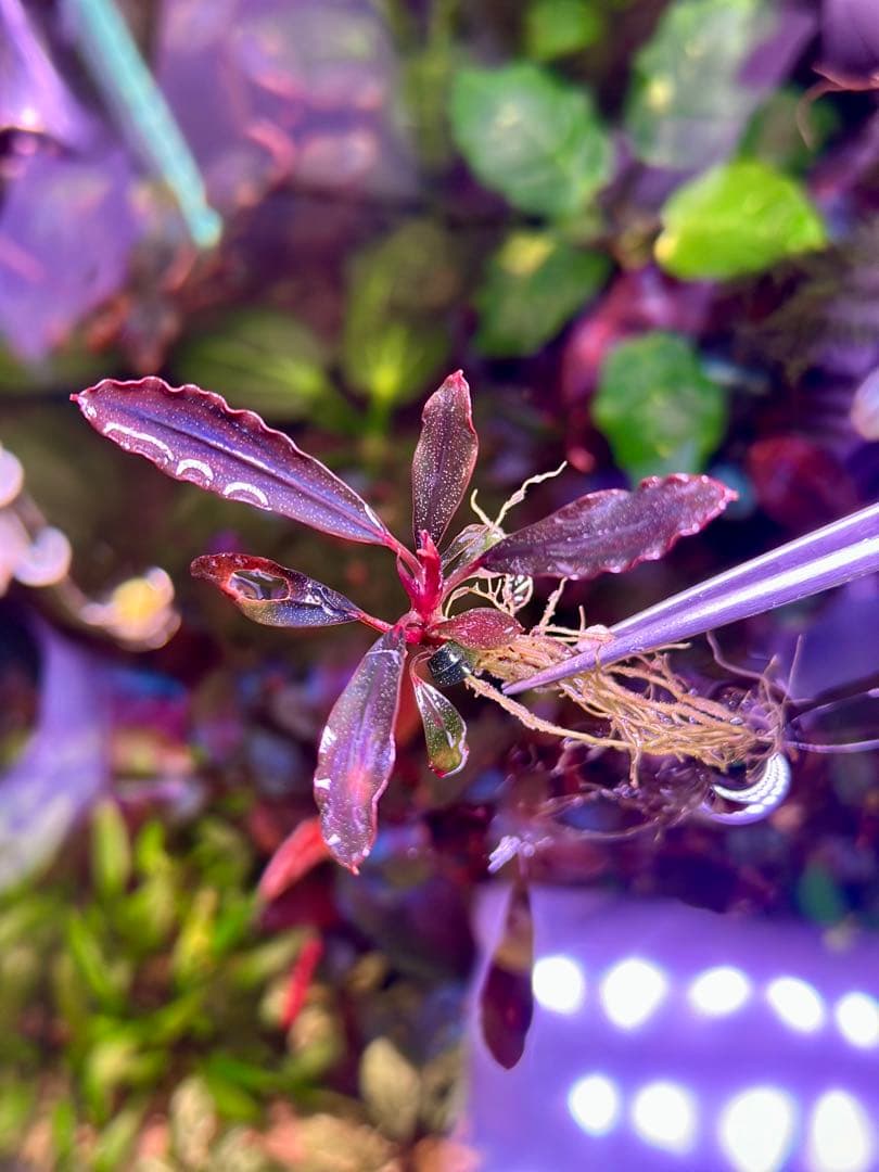 ブセファランド ラ sp.ブラウニーゴーストカリマンタン - メルカリ