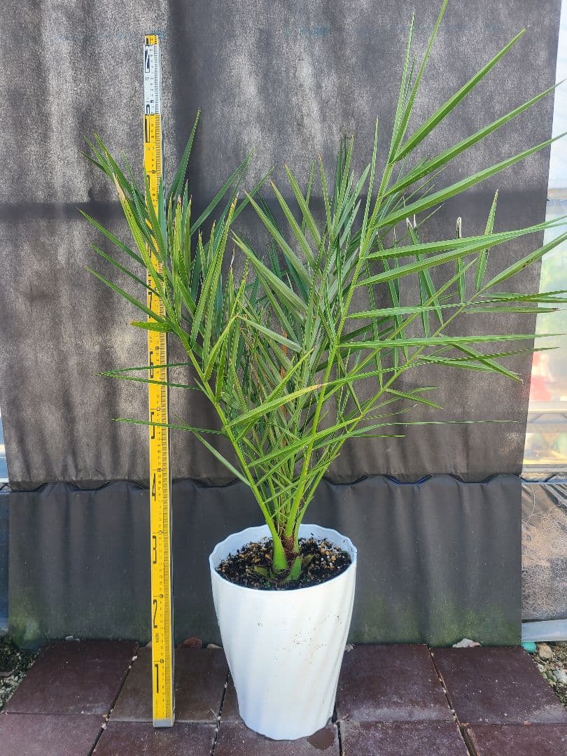 春蘭 韓国春蘭 栄光No.8 掘り出し物