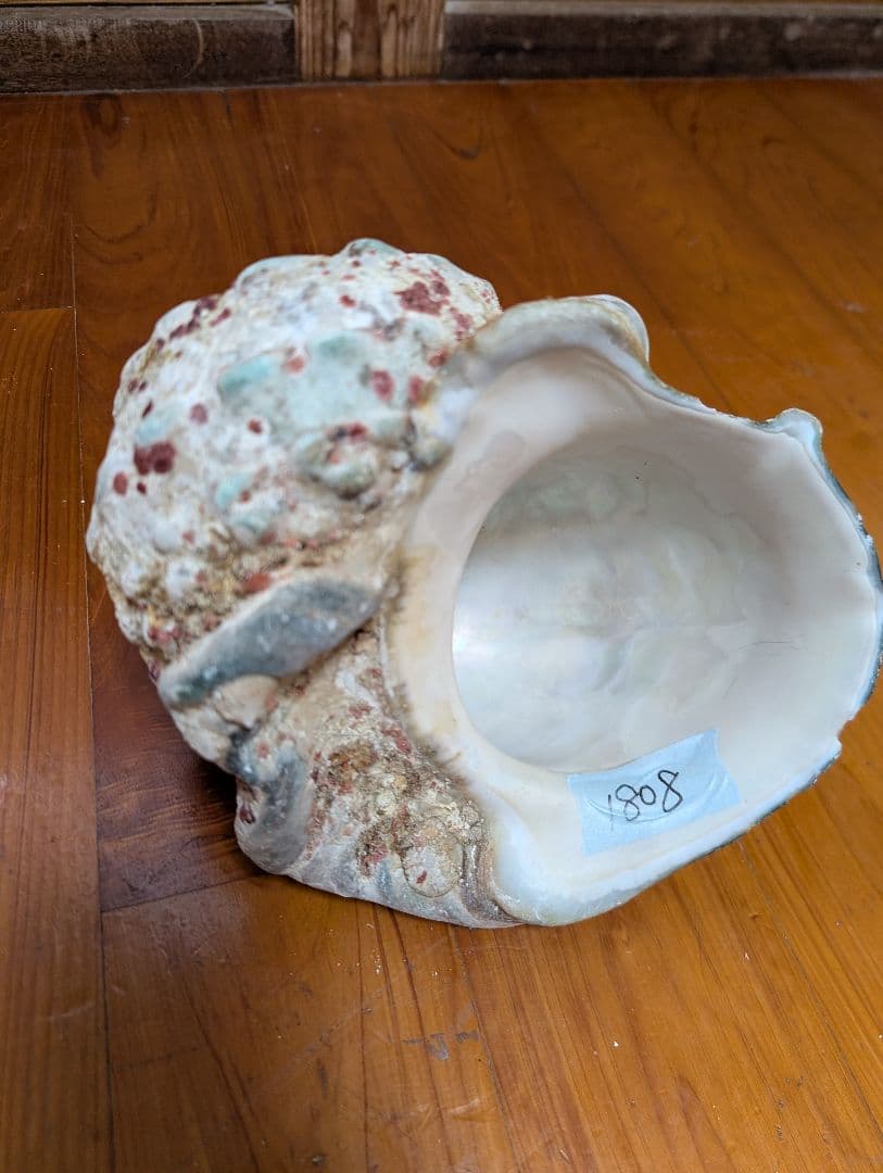 特大夜光貝14個セット 約1000g〜1800g 約17kgまとめ売り