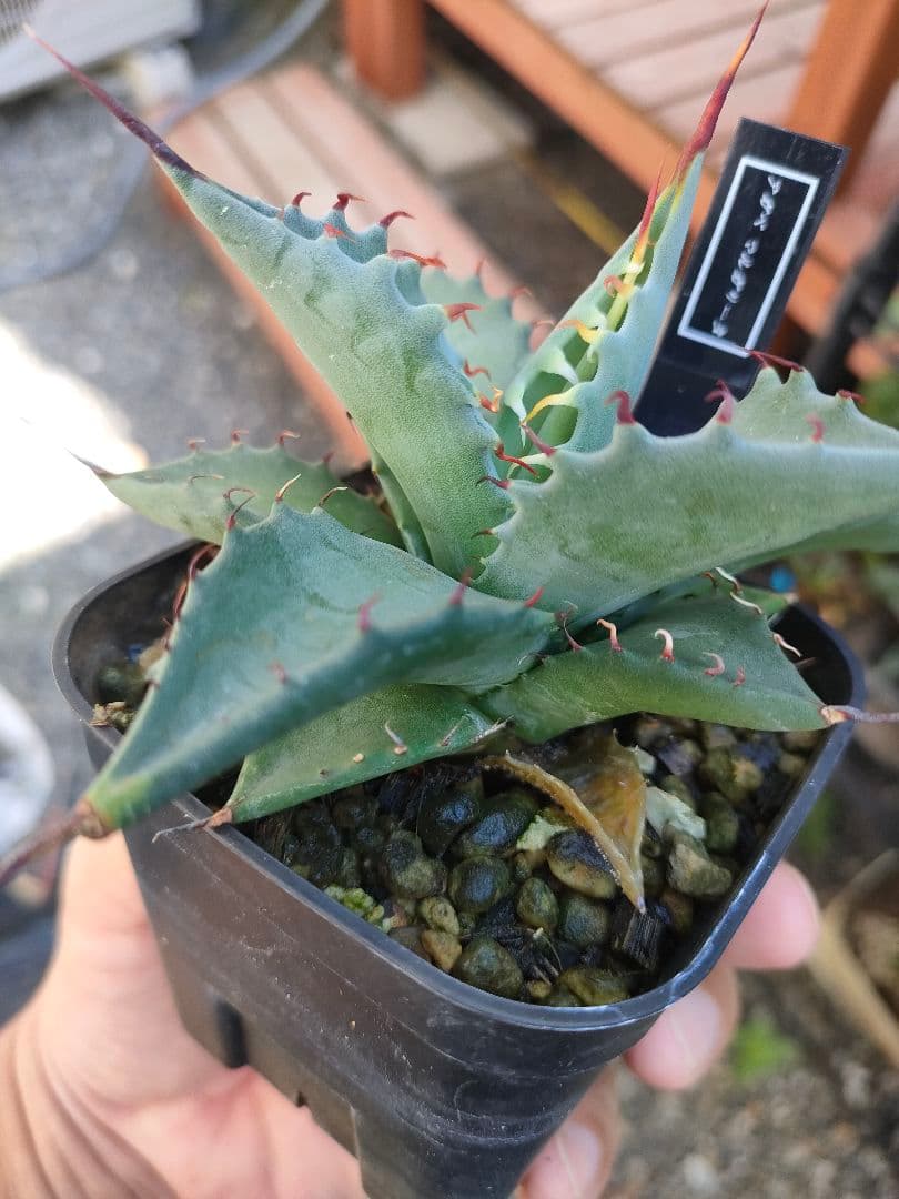 アガベ マルガリータ 実生 - メルカリ