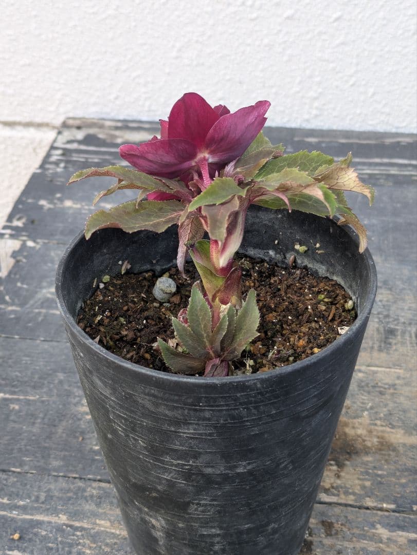 広瀬園芸 クリスマスローズ 多弁ダブル 【ベルベットレッド】 極美個体