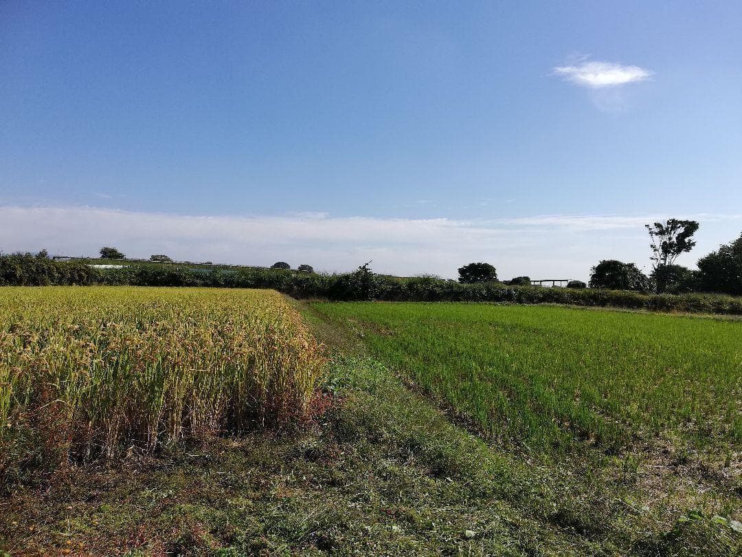 ハッピーヒル（うるち）農薬不使用 籾50g 種籾 陸稲 おかぼ 畑で育つ