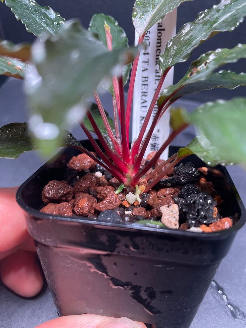 Homalomena aff. vittifolia 