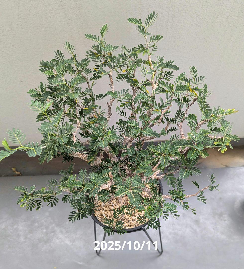 火*＠様 1/31までセール！センナ メリディオナリス　美株