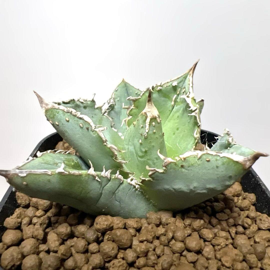 アガベ 鉢植発送 冰雹ブツブツ系 極上血統 超特選 スペシャル個体