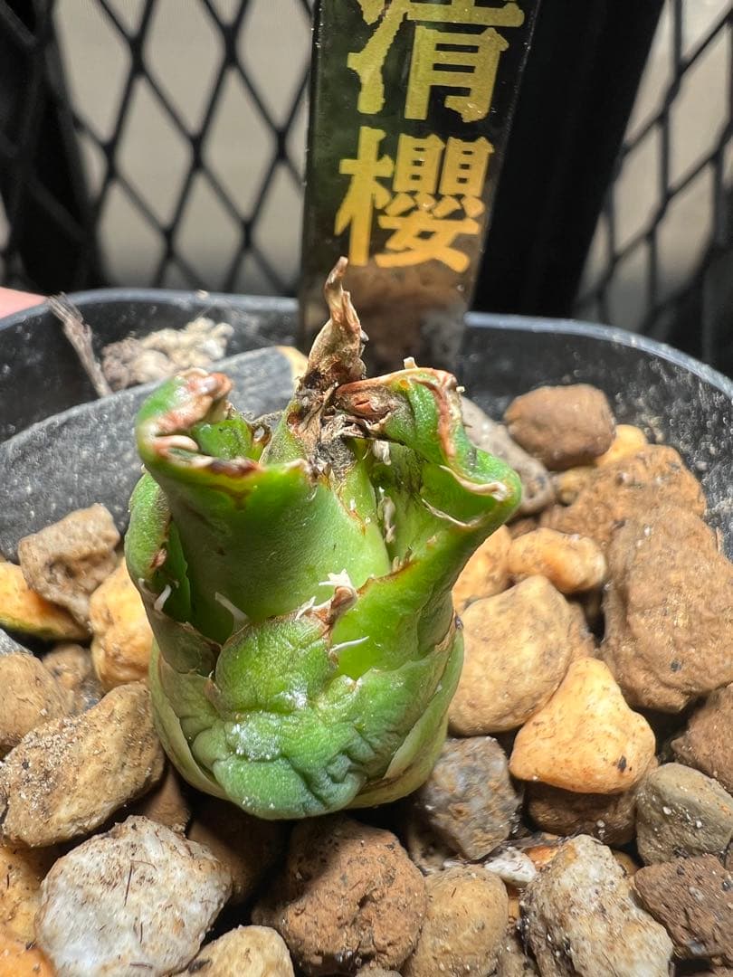 おやっとさ〜様 リクエスト 2点 まとめ商品 - メルカリ