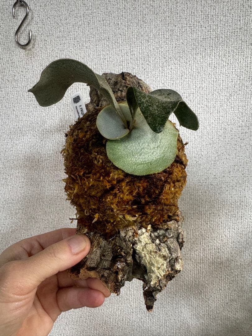 P. FWSQ FW ビカクシダ OC株 株分 コルク 長期養生株 - メルカリ