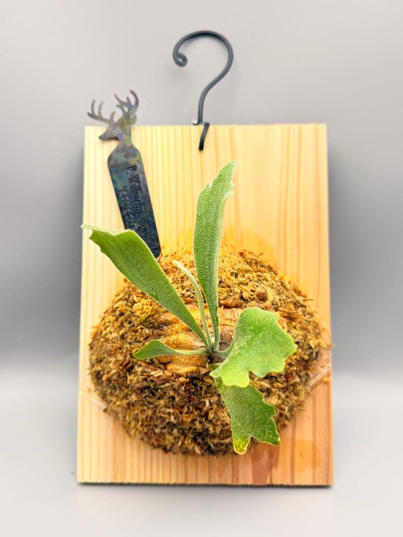 グレッチ様専用 ビカクシダ P. Willinckii ´Spur´ pup