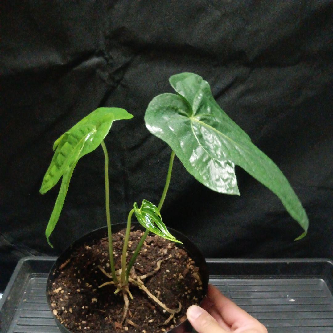 アンスリウム ペダトラディアツム - メルカリ