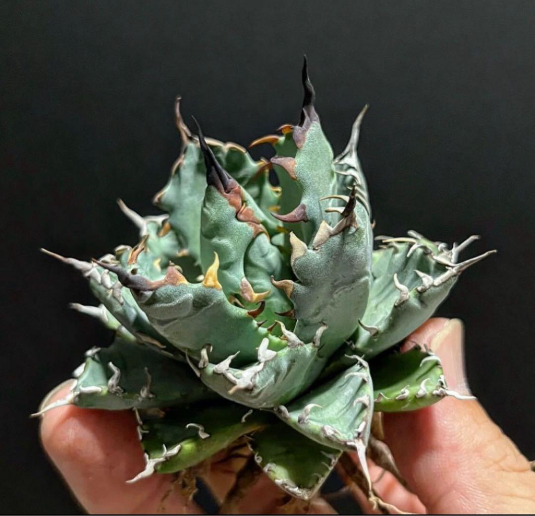 鉢ごと発送】アガベ チタノタ BB × ネバデンシス hyb発根【強陽炎