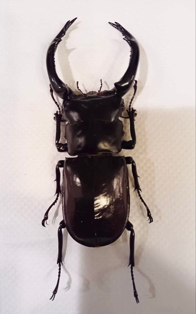 ウエストウッディオオシカクワガタ 原名亜種 オス標本 - メルカリ