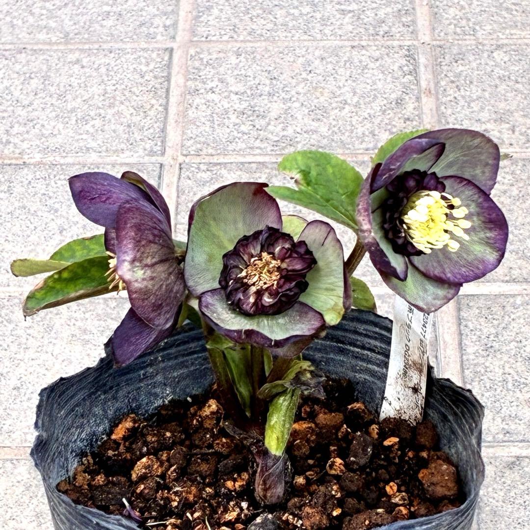 m*i様 3429☘️花付き☘️SD⭐️ボリューム艶ピコSD⭐️バイカラー⭐️コ