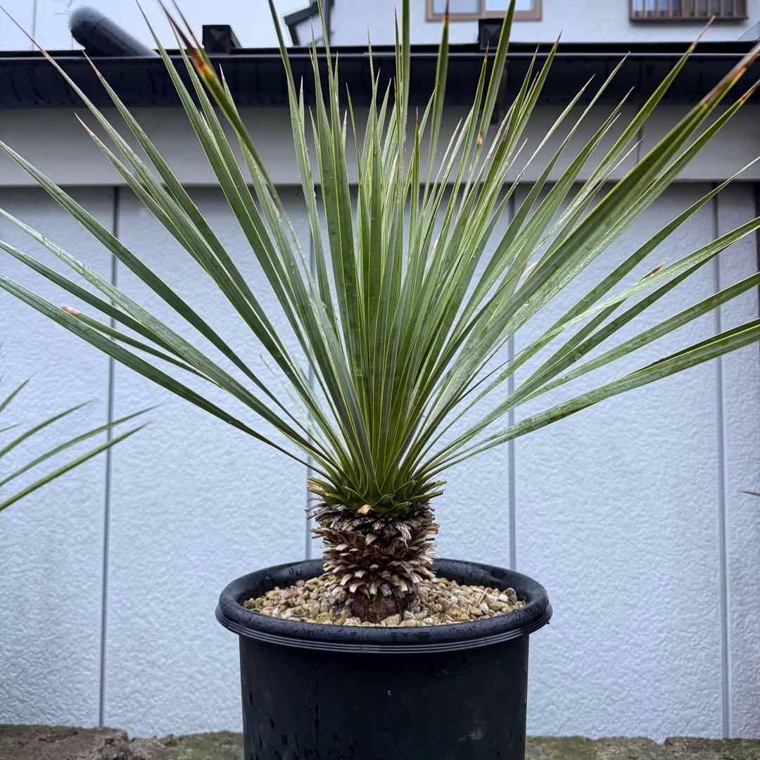 超希少】アンスリウム ワロクアーナム × レガレ 花宇宙 ドリームガーデン