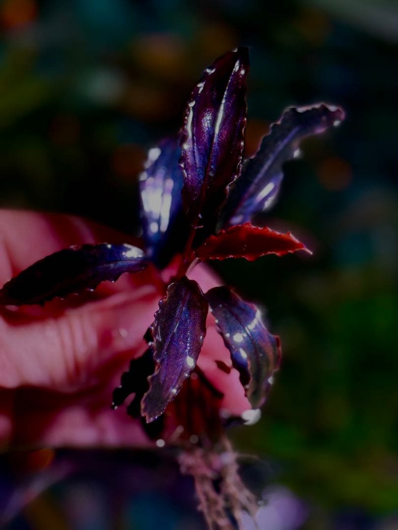 ブセファランドラ・シベルパウ フォロー、割引、送料無料。 - メルカリ