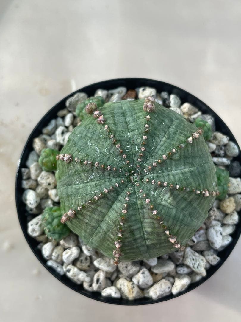 ユーフォルビア 5寸 選べる7種 | 鉢花・花苗 | 橋本種苗園オンラインストア