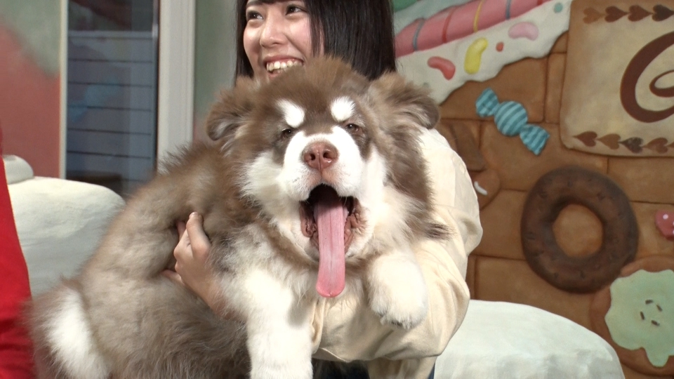 いぬじかん 12月6日(土)放送分 ワンコファーストな大型犬カフェに訪問