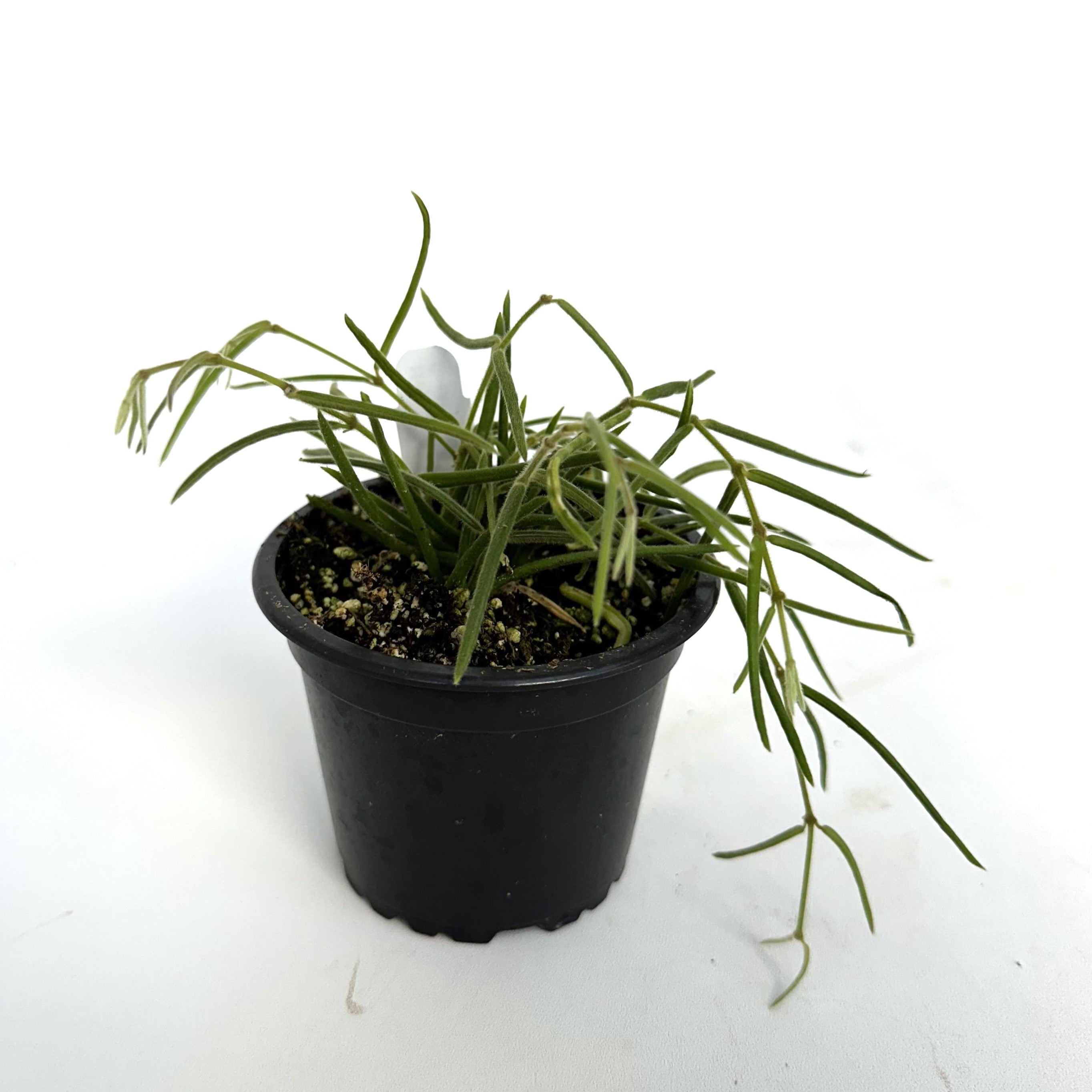 Hoya Linearis | Plant with White Star-Shaped Flowers | Steve's Leaves