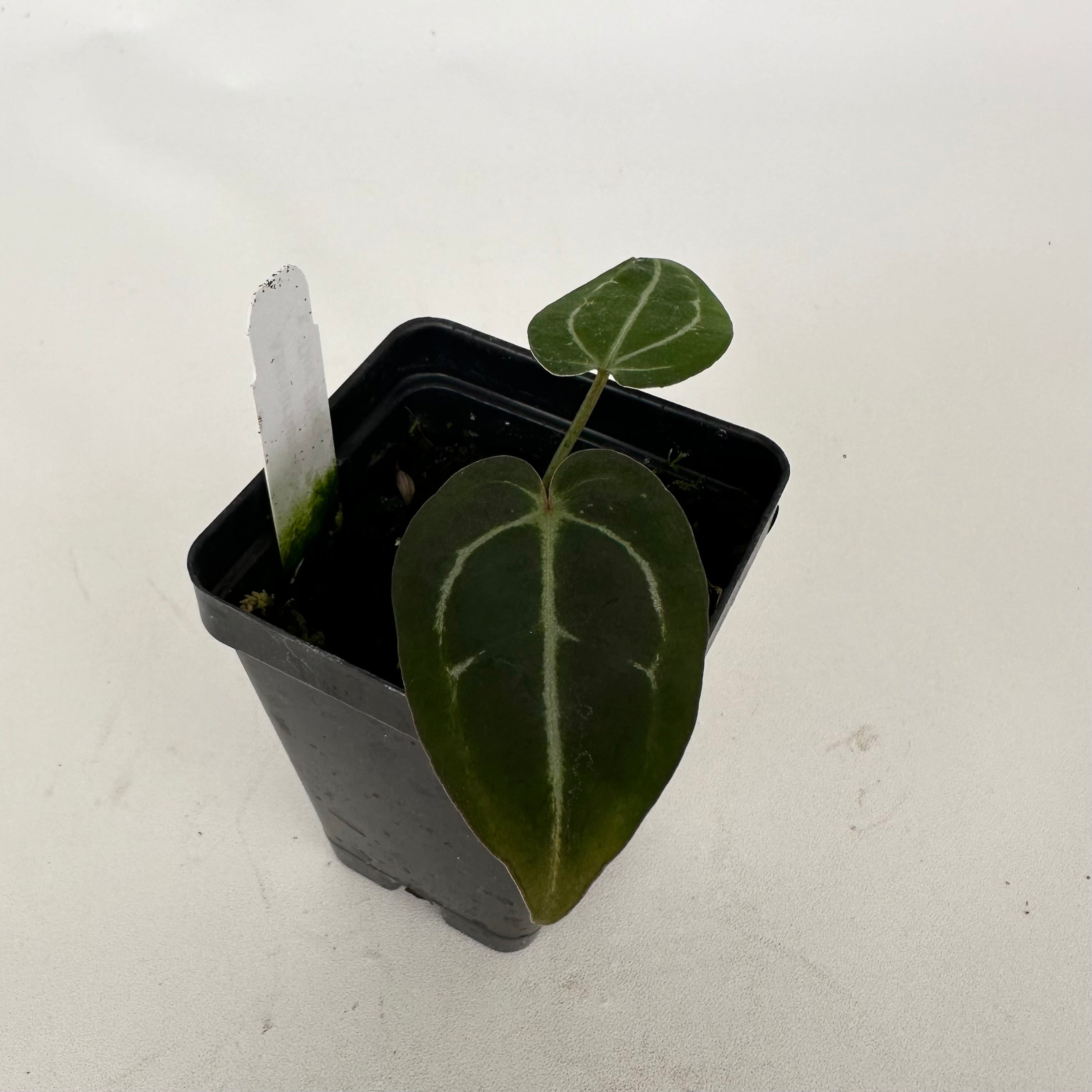 Anthurium Carlablackiae x Doc Block F2 | Rare Hybrid Plant