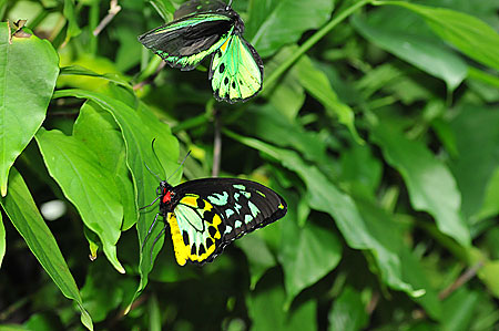 ミドリメガネトリバネアゲハ | 【公式】オーストラリア唯一の日本語