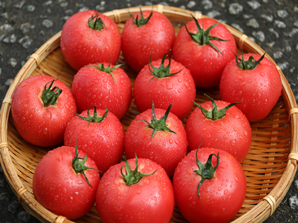 トマトづくりに情熱を注ぐ『マキシマファーム』。ファンから愛される