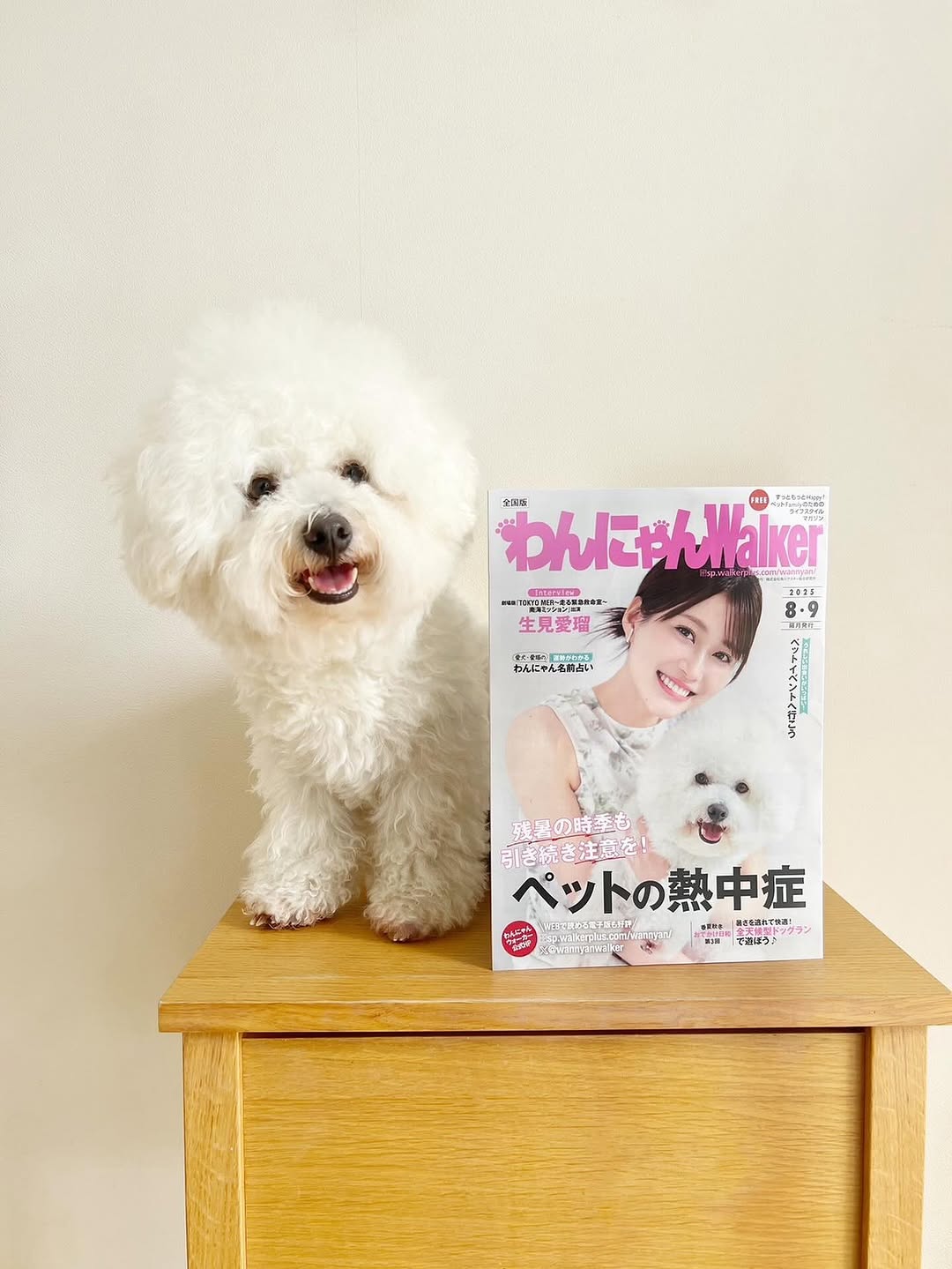 わんにゃんWalker 8.9月号にミロちゃんが出演 | anicas