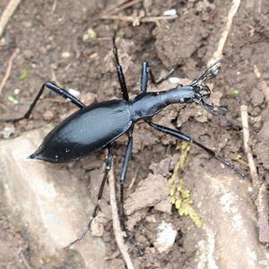 動物事典 -マイマイカブリ [ Damaster blaptoides ] -