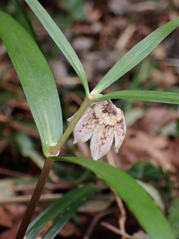 カイコバイモ: 静岡県の植物探索