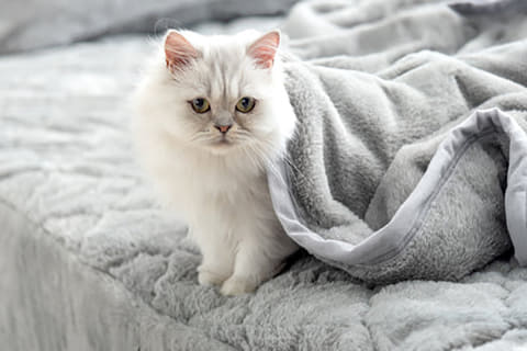 本物の猫みたいなあったかフワフワ毛布「もはや、ねこ。」 - 家電 Watch