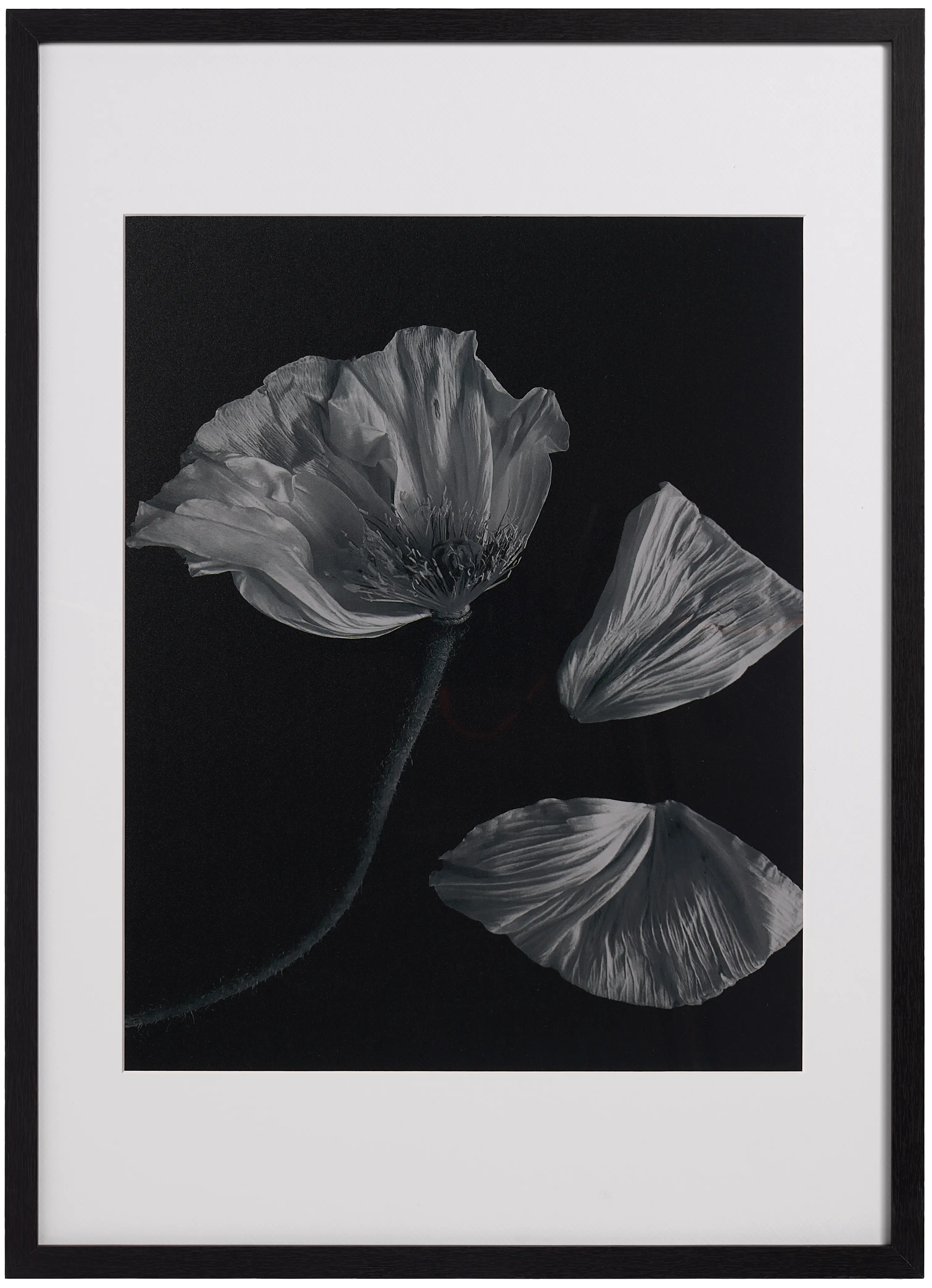 Passion Flower framed art | Gallery | Passion Flower | | BoConcept