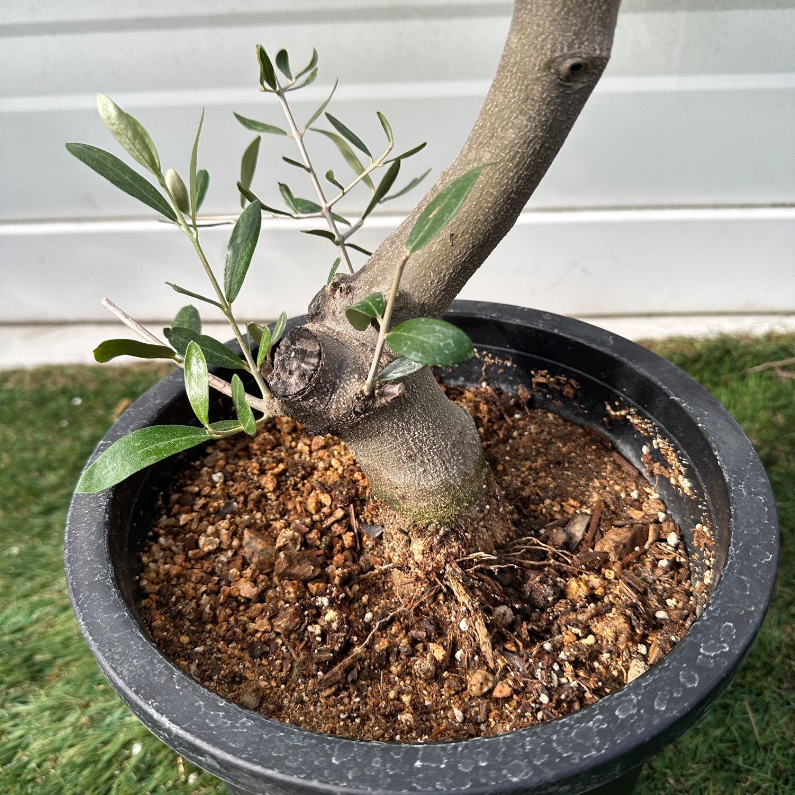 現品】④ 創樹 オリーブ ミッション 7号 美株 souju シンボルツリー