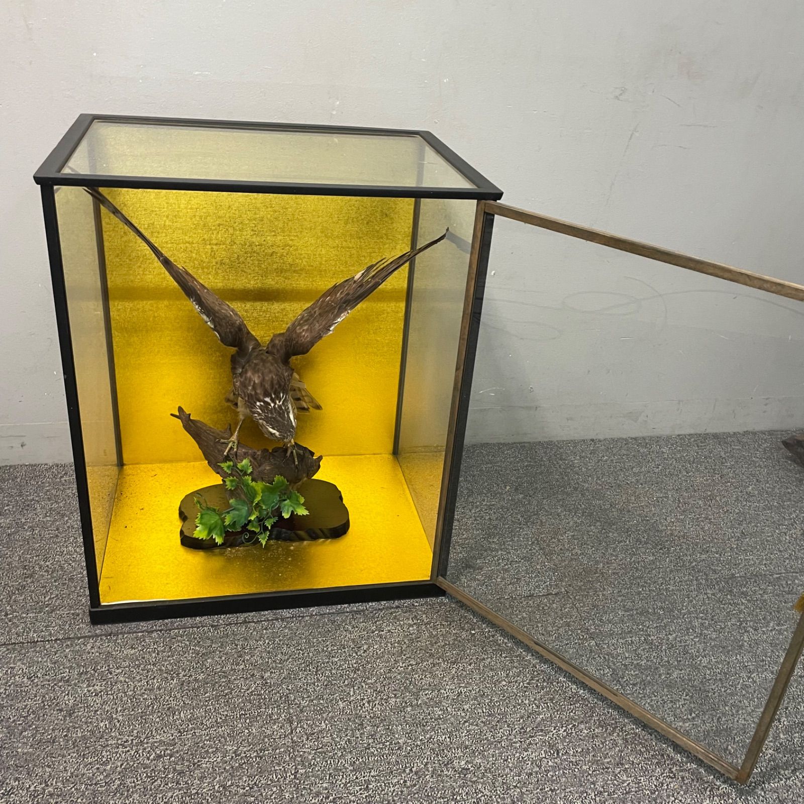 ♭ 鷹 剥製 ガラスケース付き オブジェ - メルカリ
