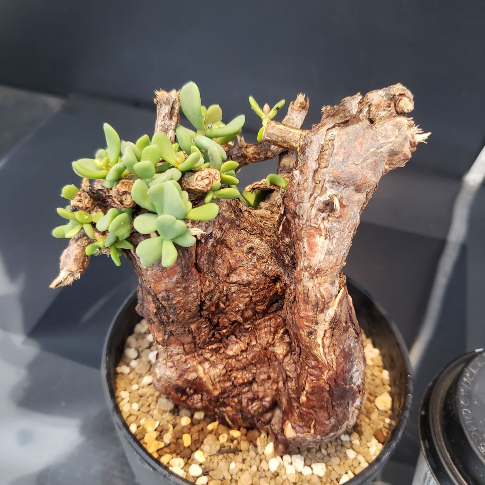 ケラリア ピグマエア 発根済み 鉢ごと発送 大 冬型 大株発根済み】ケラ