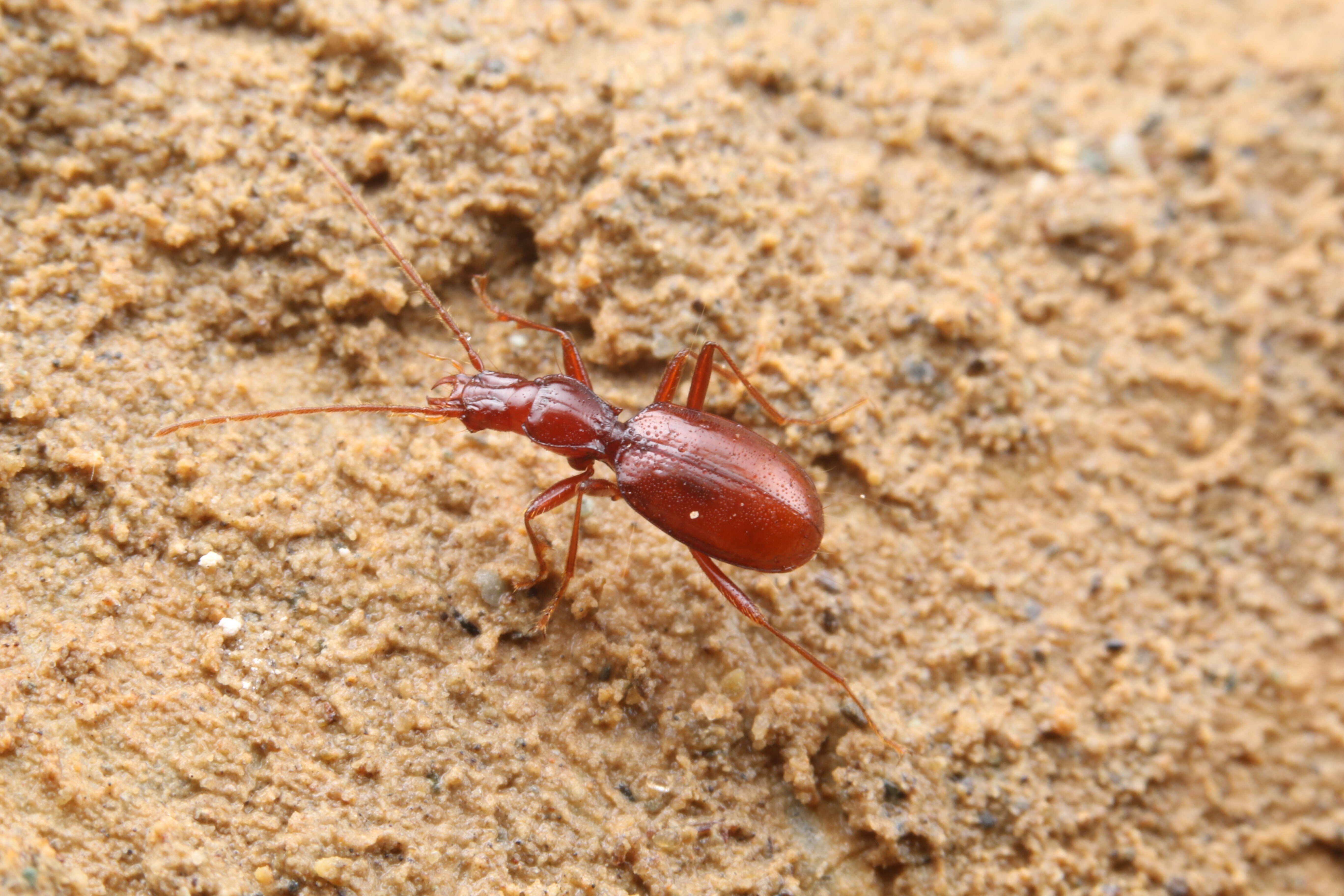 第3回 闇に輝く小さな宝石｜ブンイチ（文一総合出版）