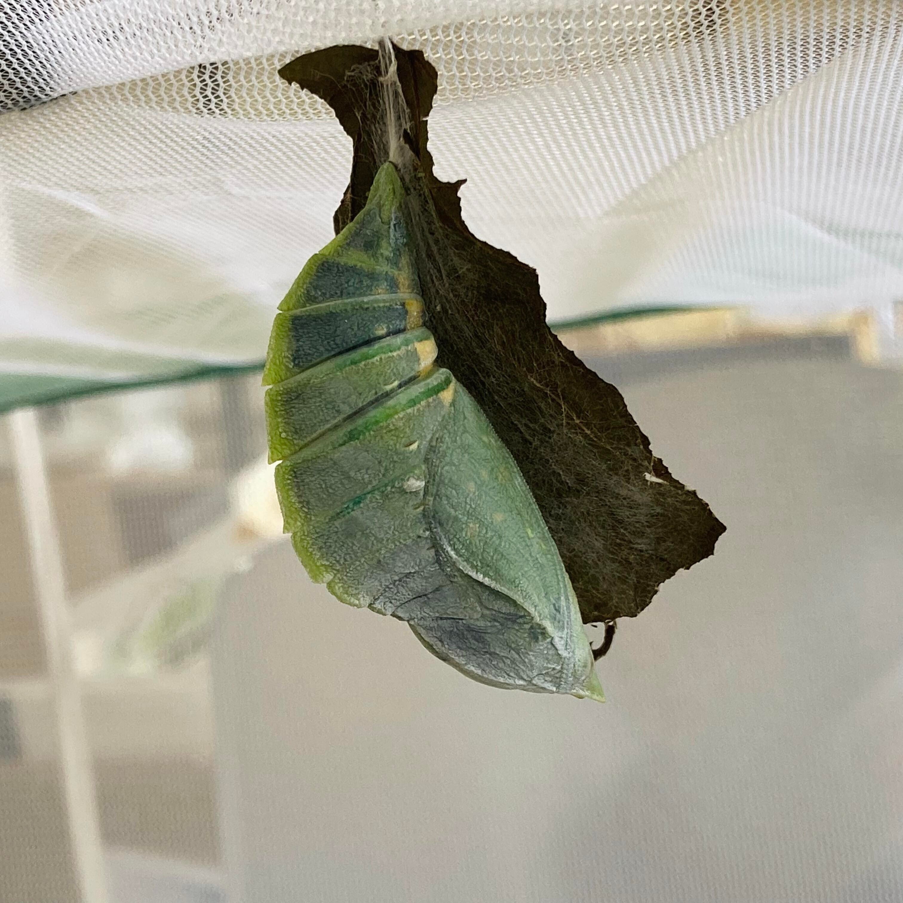 栗山町のシンボル・オオムラサキの飼育日記｜くりやまのおと｜栗山町