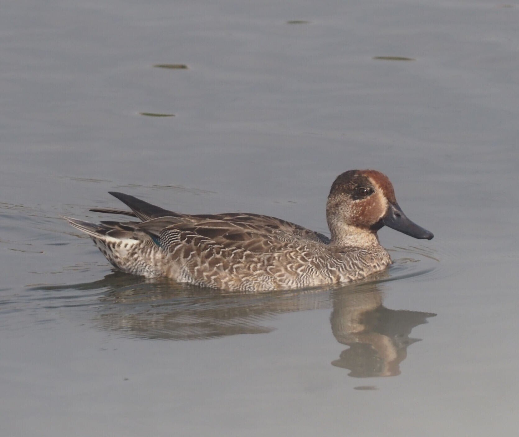 カモの識別の難しさを実感｜ユーマン